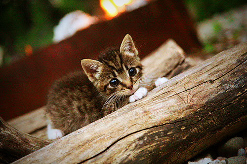 马赛强势拿下西班牙，帕尔默大场面先生